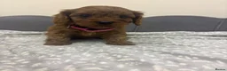 Cavapoo dogs for sale: Stunning F1 Toy Cavapoo Pups - Advert 20