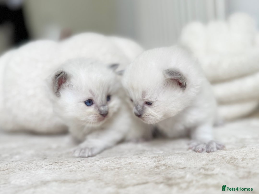 Ragdoll cats for sale: BLUE POINT RAGDOLL KITTENS - Image 13