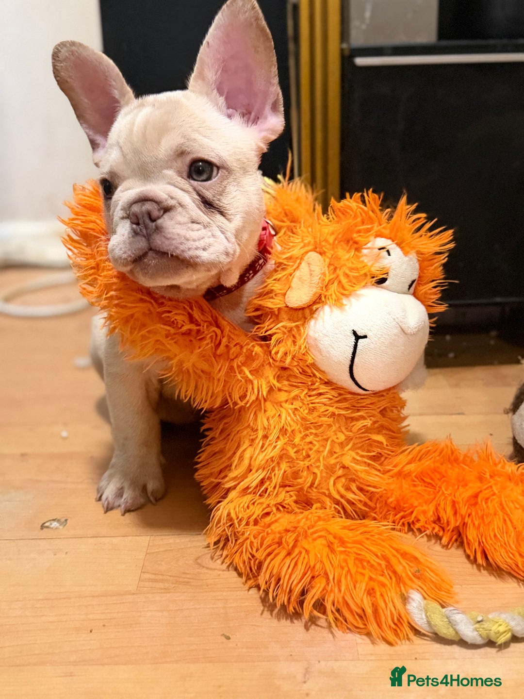 French Bulldog dogs for sale: Beautiful French Bulldog Puppies - Advert 24