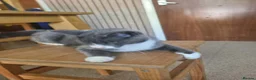 Mixed Breed cats for sale: Kittens ready now  in Rugby - Advert 1