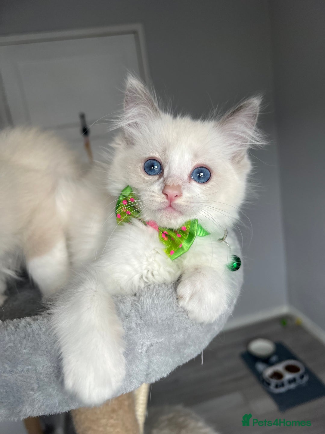 Ragdoll cats for sale: REGISTERED Ragdoll kittens HCM/PKD clear - Image 4