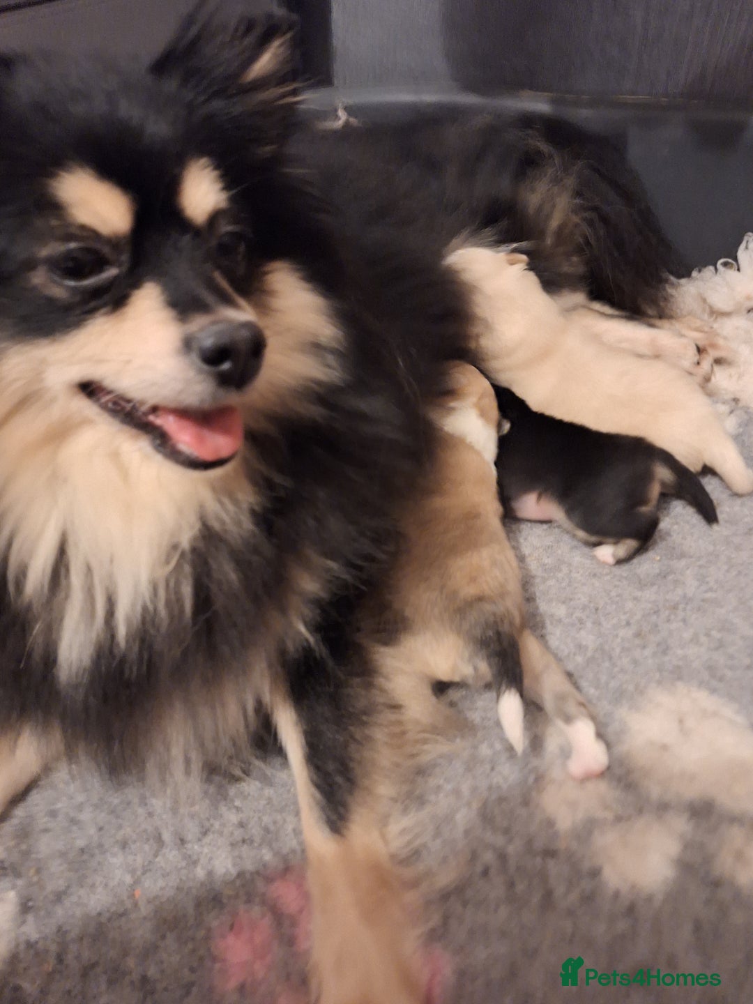 Pomeranian dogs for sale: Little cuties - Advert 17