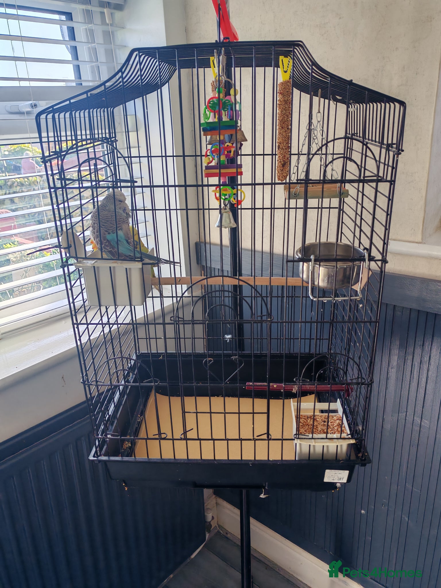 Budgerigars birds 1 male and 1 female budgie and cage for sale - Advert 1