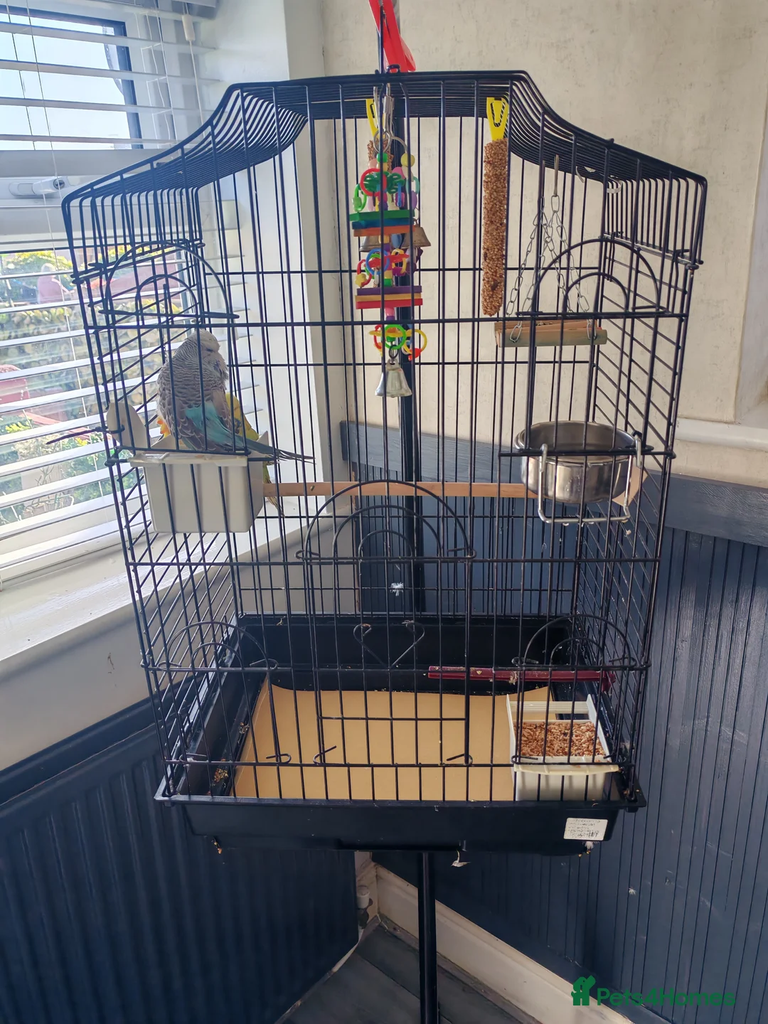 Budgerigars birds for sale: 1 male and 1 female budgie and cage for sale in Wigan - Advert 1