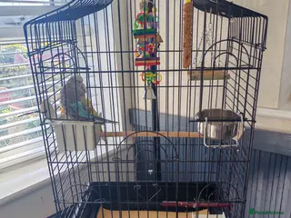 Budgerigars birds 1 male and 1 female budgie and cage for sale - Advert 1