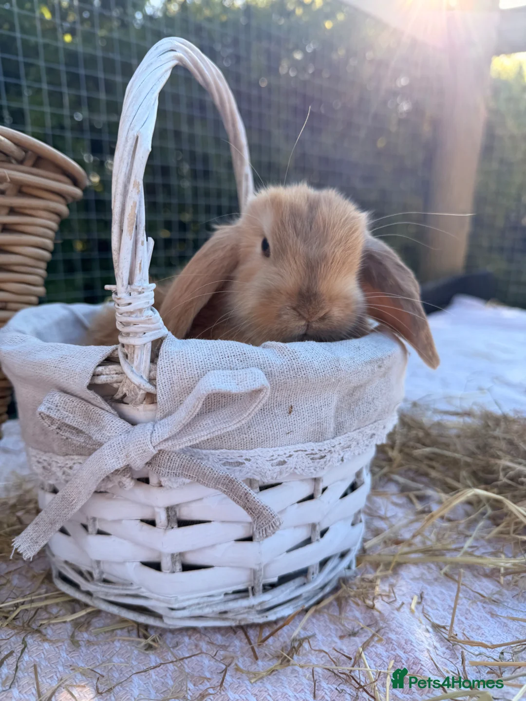 Mini Lop rabbits for sale:  Gorgeous mini Lop babies  - Advert 40