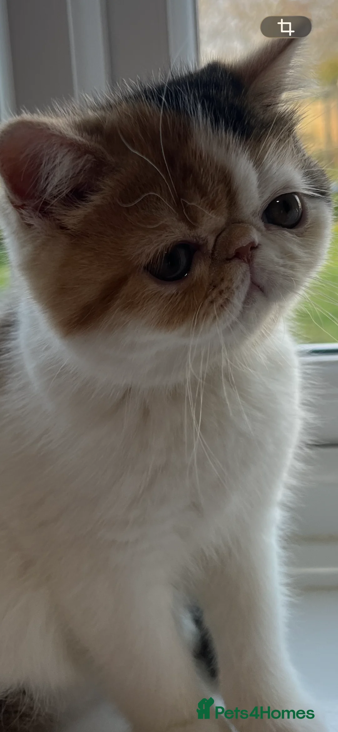 Exotic cats for sale: Exotic kittens  - Advert 12