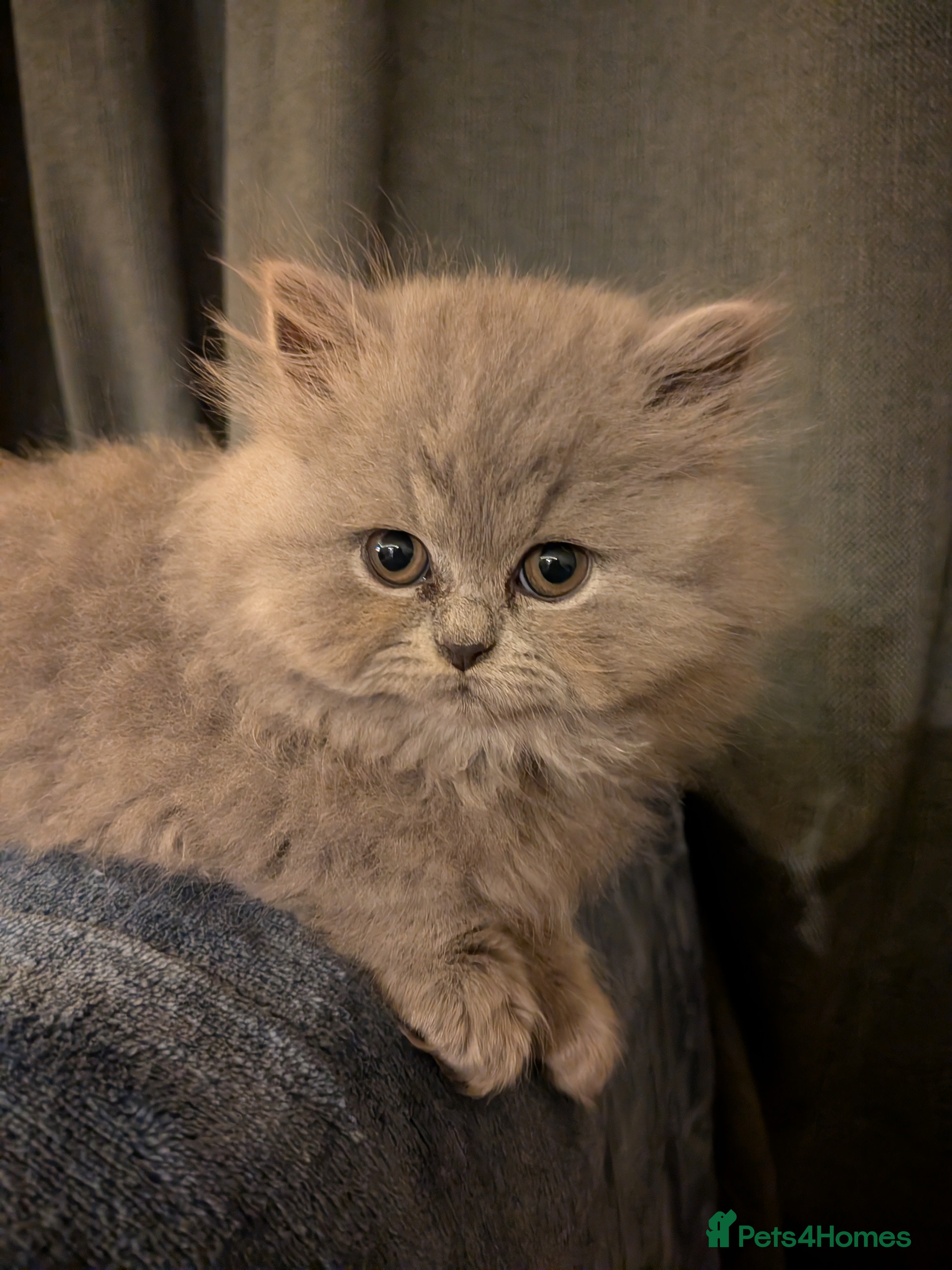 British Longhair cats Stunning British longhair kittens GCCF reg - Advert 3