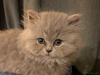 British Longhair cats Stunning British longhair kittens GCCF reg - Advert 3