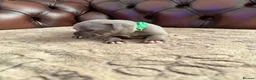 Staffordshire Bull Terrier dogs for sale: Adorable KC registered blue staffy puppies  - Advert 11
