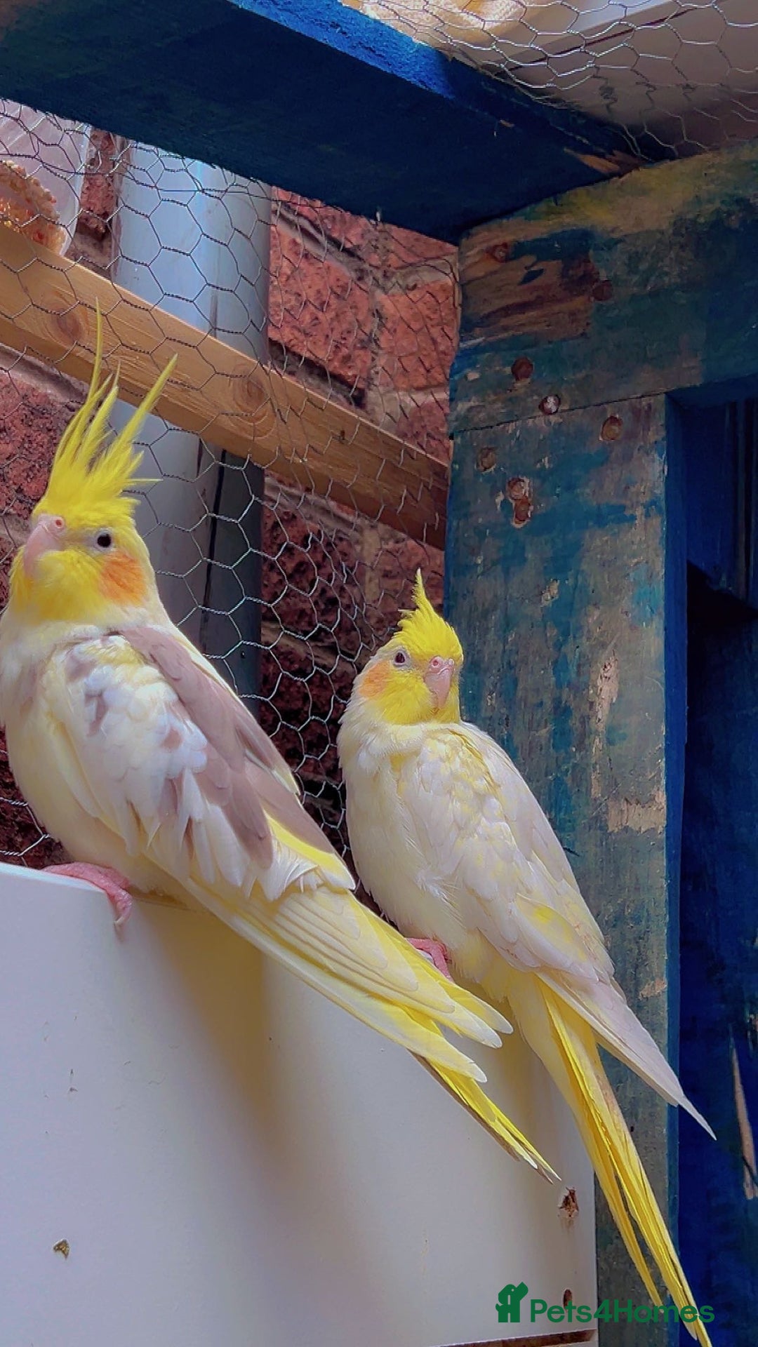 Parakeets birds for sale: Male cockatiel - Image 5