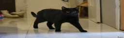 Domestic Shorthair cats for sale: Lovely Gentle Cat Looking for a New Home - Advert 3