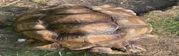 Tortoise reptiles for sale: 10 year old male sulcata tortoise  - Advert 12