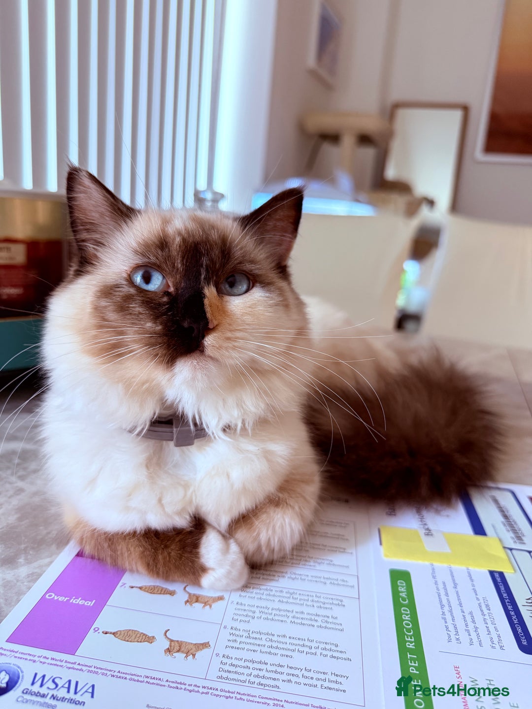 Ragdoll cats for sale: A very happy ragdoll girl  - Advert 2