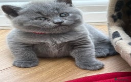 British Shorthair cats for sale: 5 playful blue British short hair kittens  - Image 15