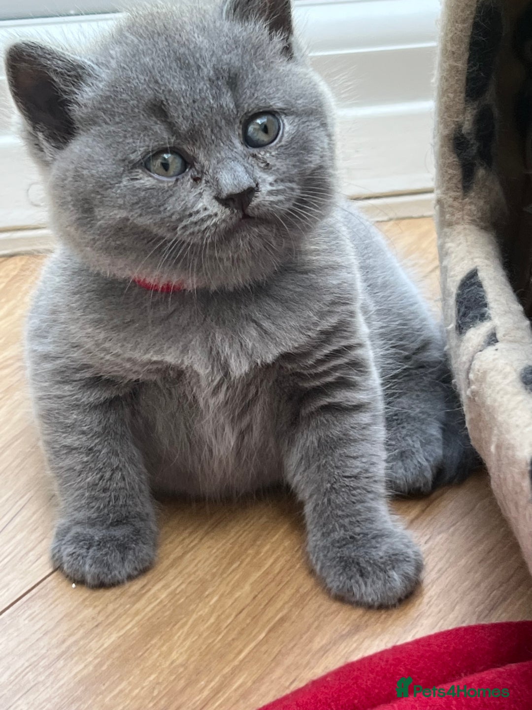 British Shorthair cats for sale: 5 playful blue British short hair kittens  - Image 15