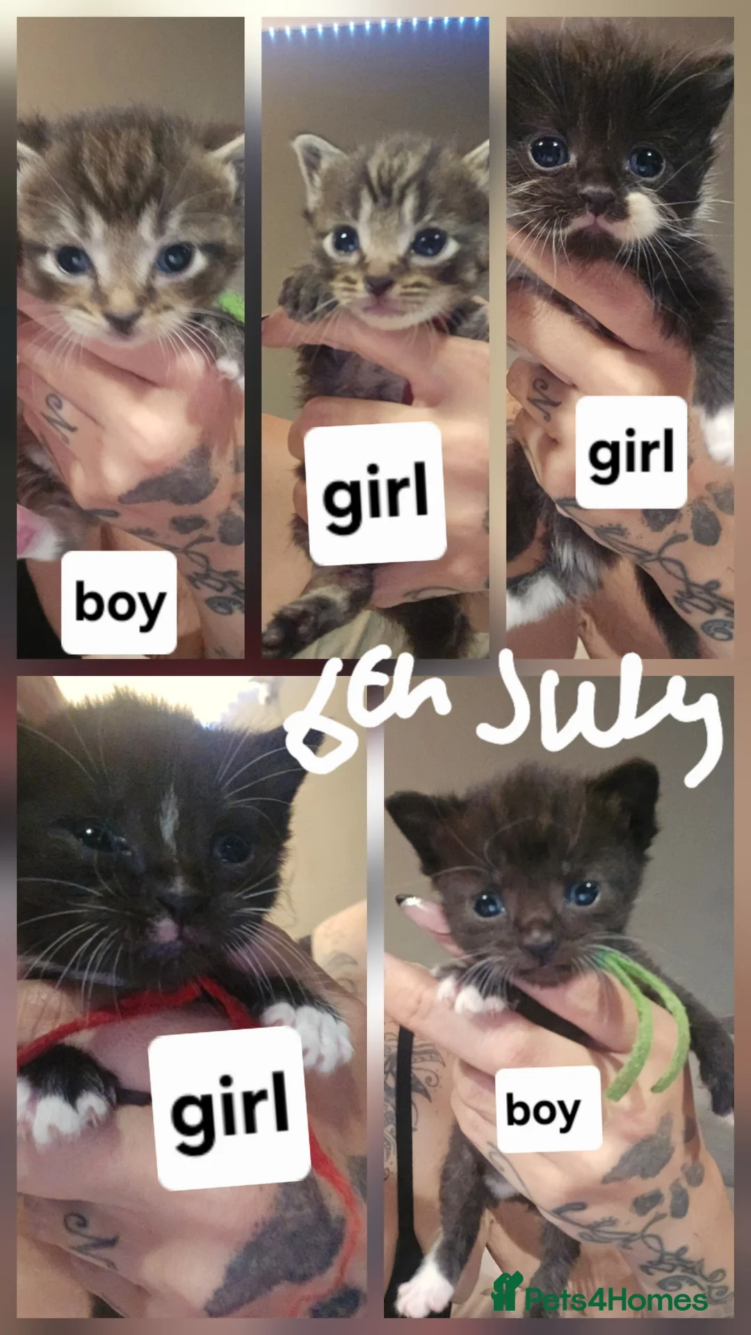 Mixed Breed cats for sale: Kitten for sale  - Advert 2