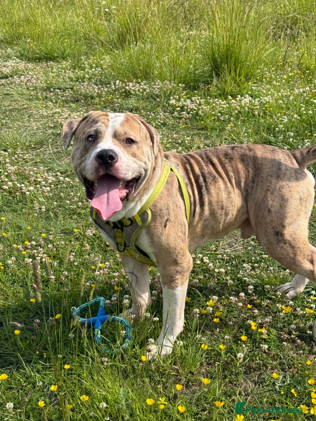 American Bulldog dogs for sale: American bulldog hybrid  in Birmingham - Advert 7