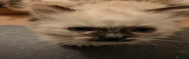 Ragdoll Kitten 3