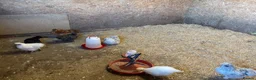 Chickens poultry for sale: Lots of Silkies available  in many ages - Advert 7
