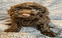 Miniature Poodle dogs for sale: Miniature Poodle Puppies Available.  - Image 2