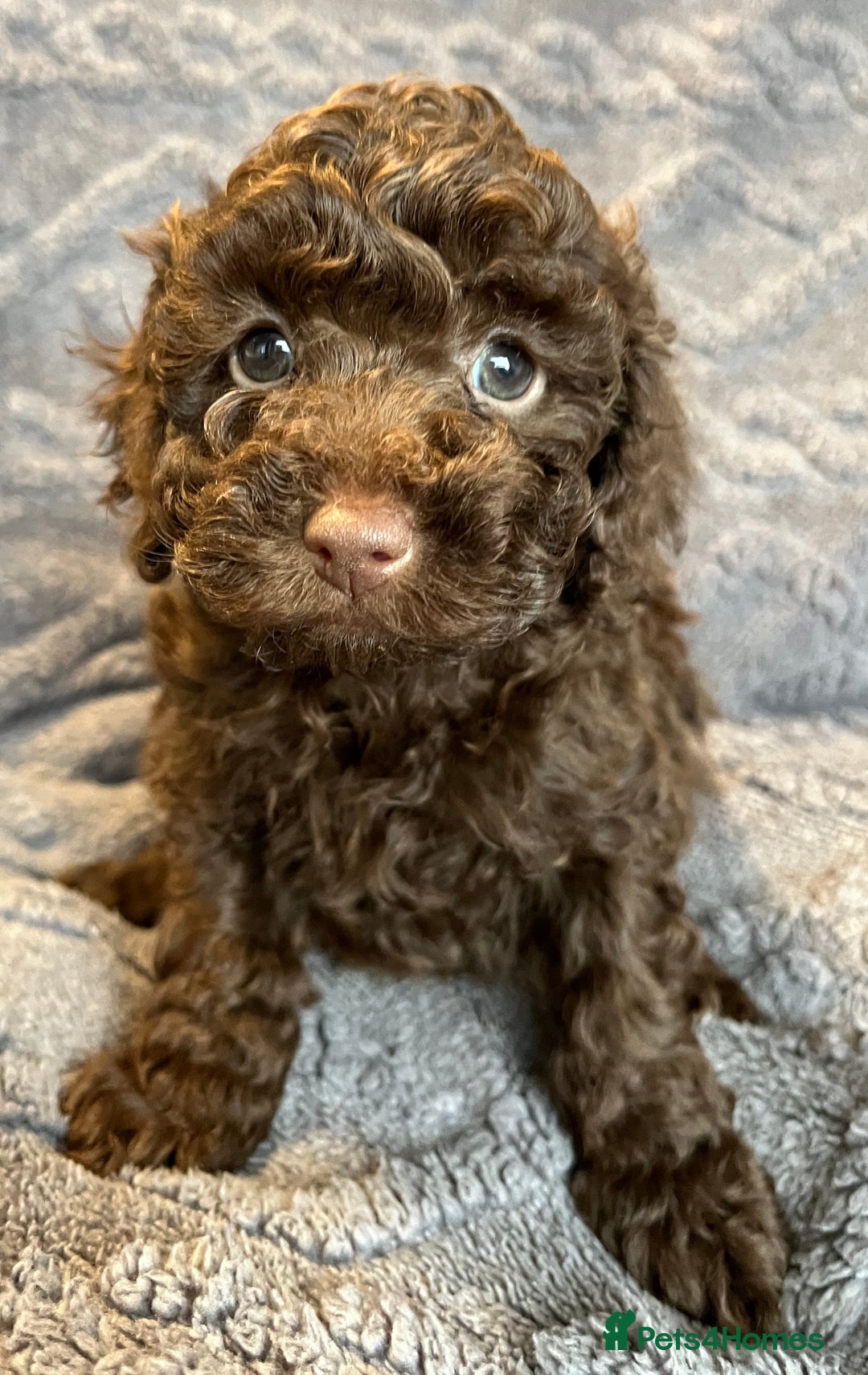 Miniature Poodle dogs for sale: Miniature Poodle Puppies Available.  - Image 2