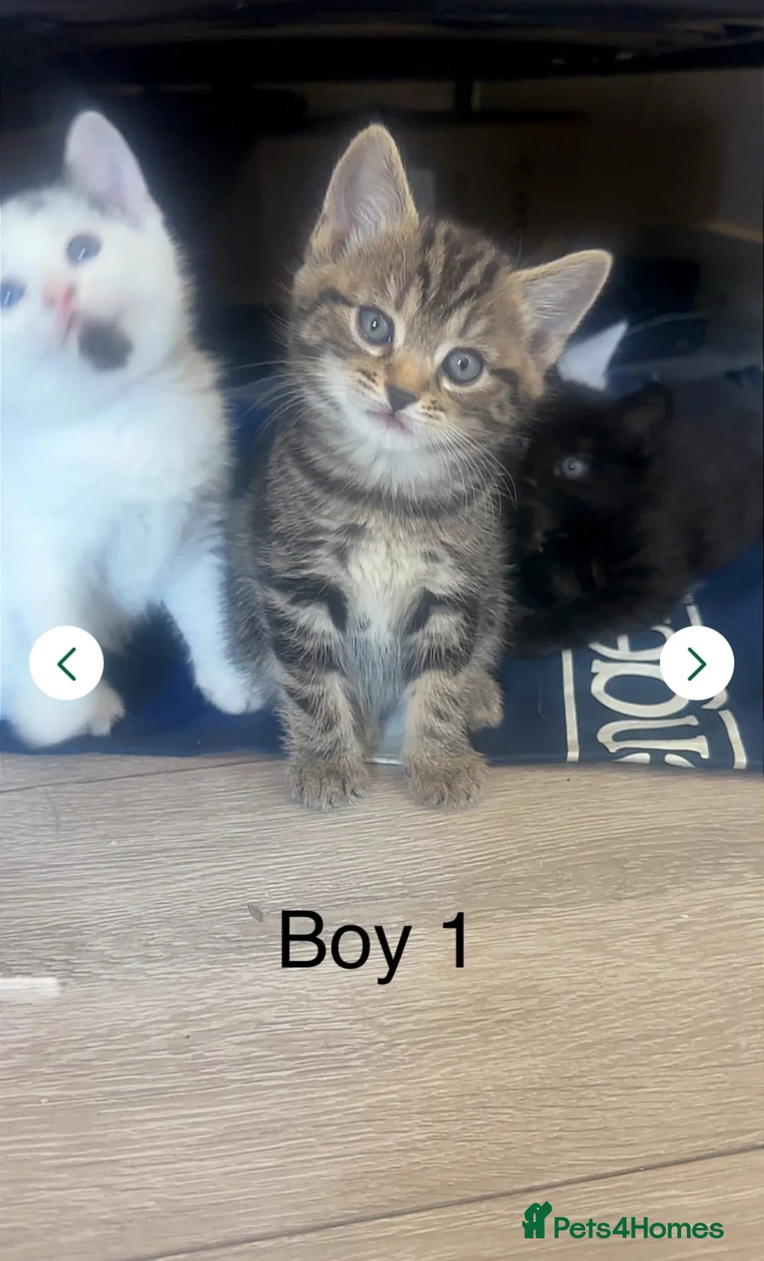 Mixed Breed cats for sale: Beautiful 10-week-old mixed breed male kitten in London - Advert 1
