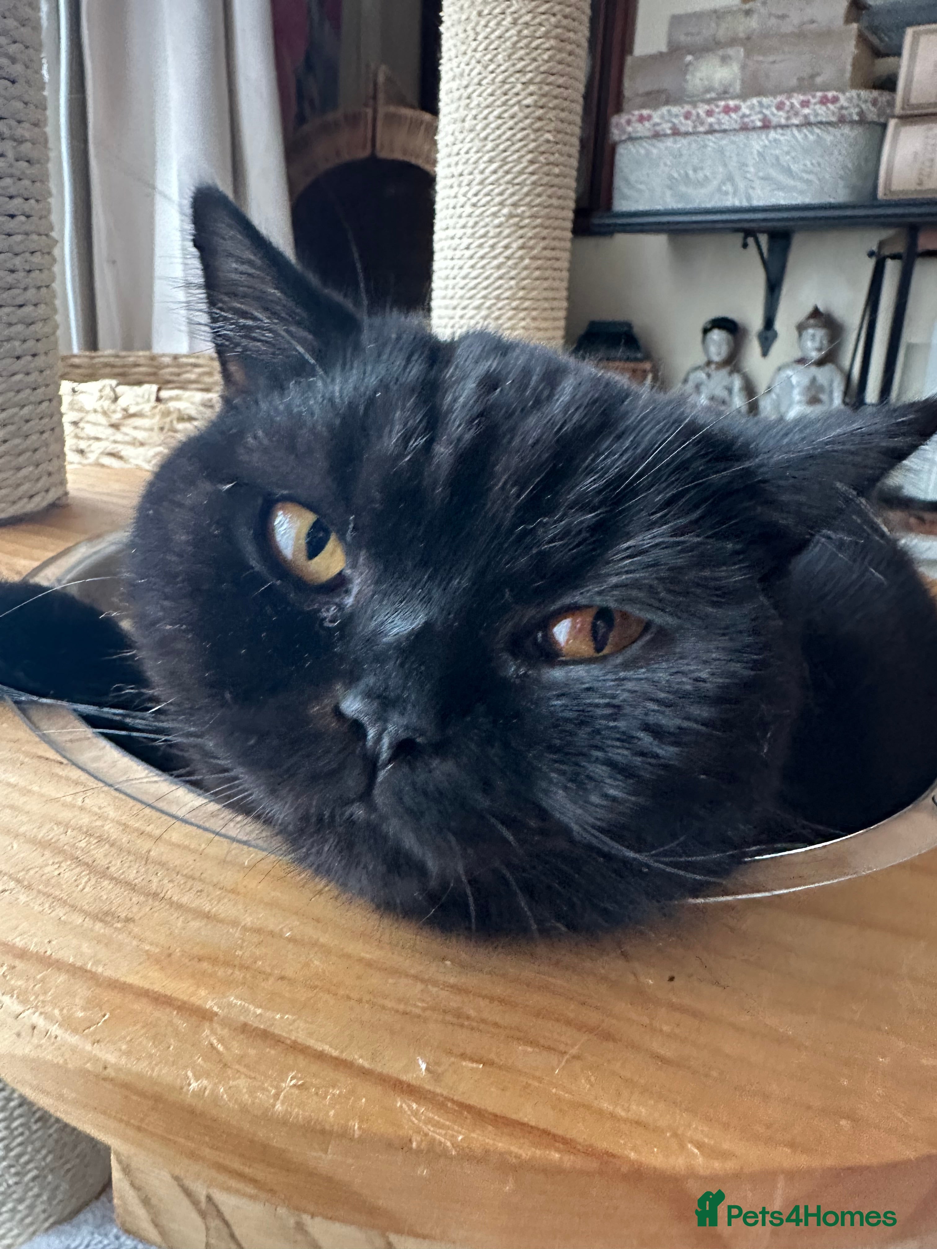 British Shorthair cats GCCF Registered British Short Hair Male  - Advert 1