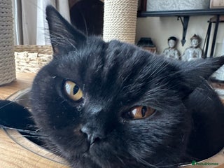 British Shorthair cats GCCF Registered British Short Hair Male - Advert 5