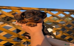 Dachshund dogs for sale: KC Register Standard Wirehaired Dachshund Puppies in Lincoln - Image 5