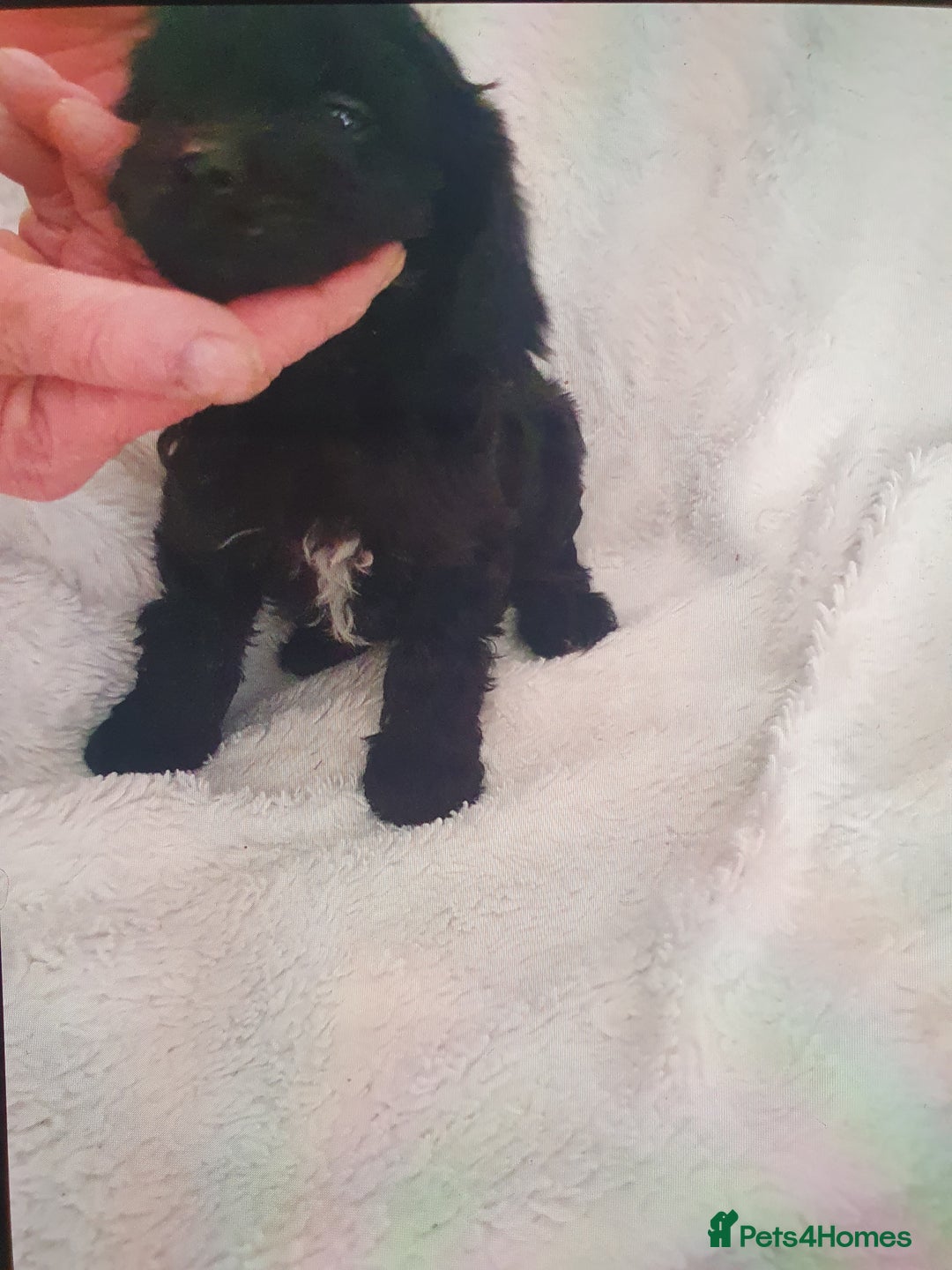 Cavapoo dogs for sale: Toy cavapoos f1  - Image 6