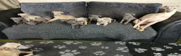 Whippet dogs for sale: Whippet Pups High Quality Crufts Winning Bloodline - Advert 9