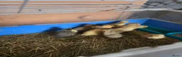 Ducks poultry for sale: Indian runner unsexed ducklings.  - Advert 2