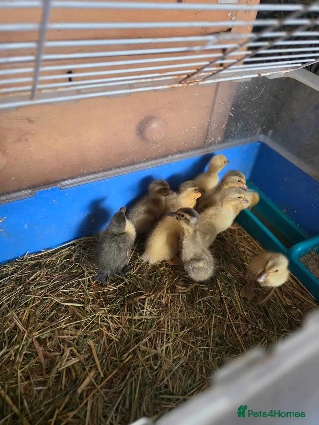 Ducks poultry for sale: Indian runner unsexed ducklings.  - Advert 2