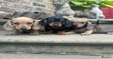 Miniature Dachshund dogs - Advert 15