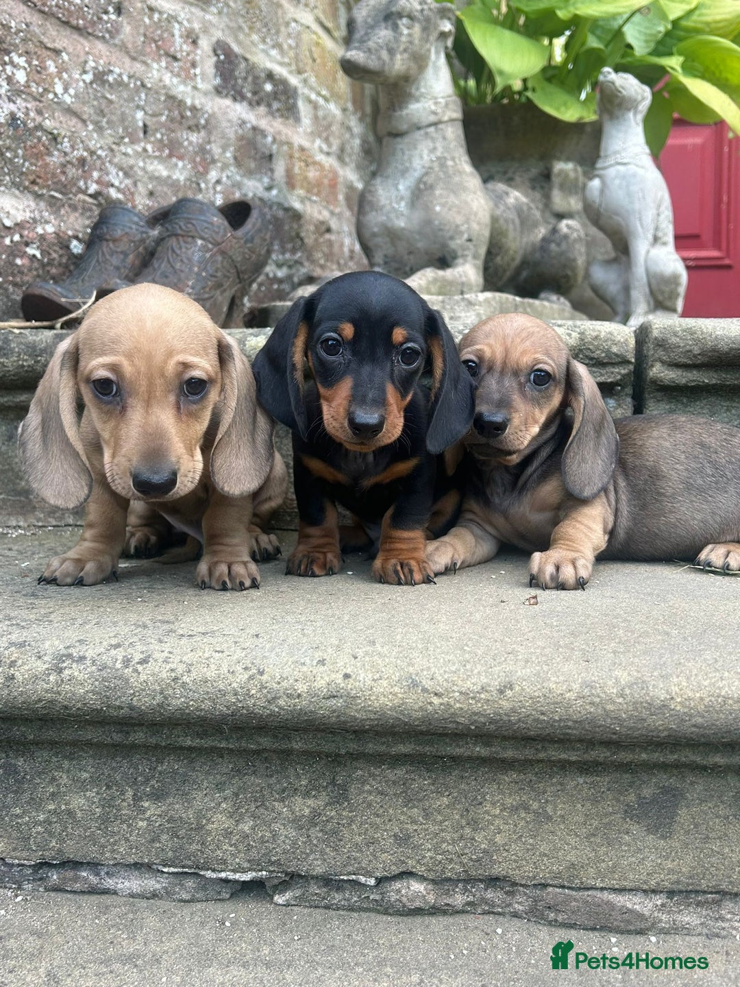 Miniature Dachshund dogs for sale: Top Quality KC Reg. Pra Clear Mini Smooth Daxis - Image 1