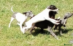 Italian Greyhound dogs for sale: Italian greyhound  - Image 13