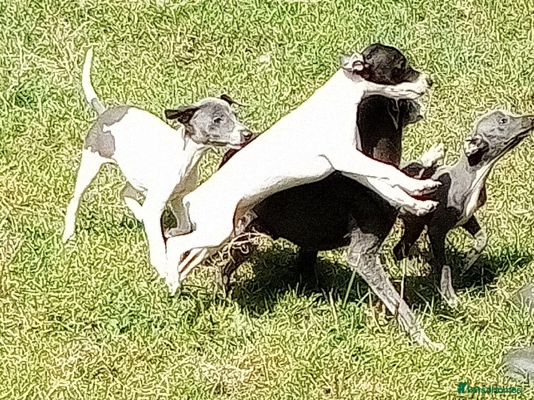 Italian Greyhound dogs for sale: Italian greyhound  - Image 13