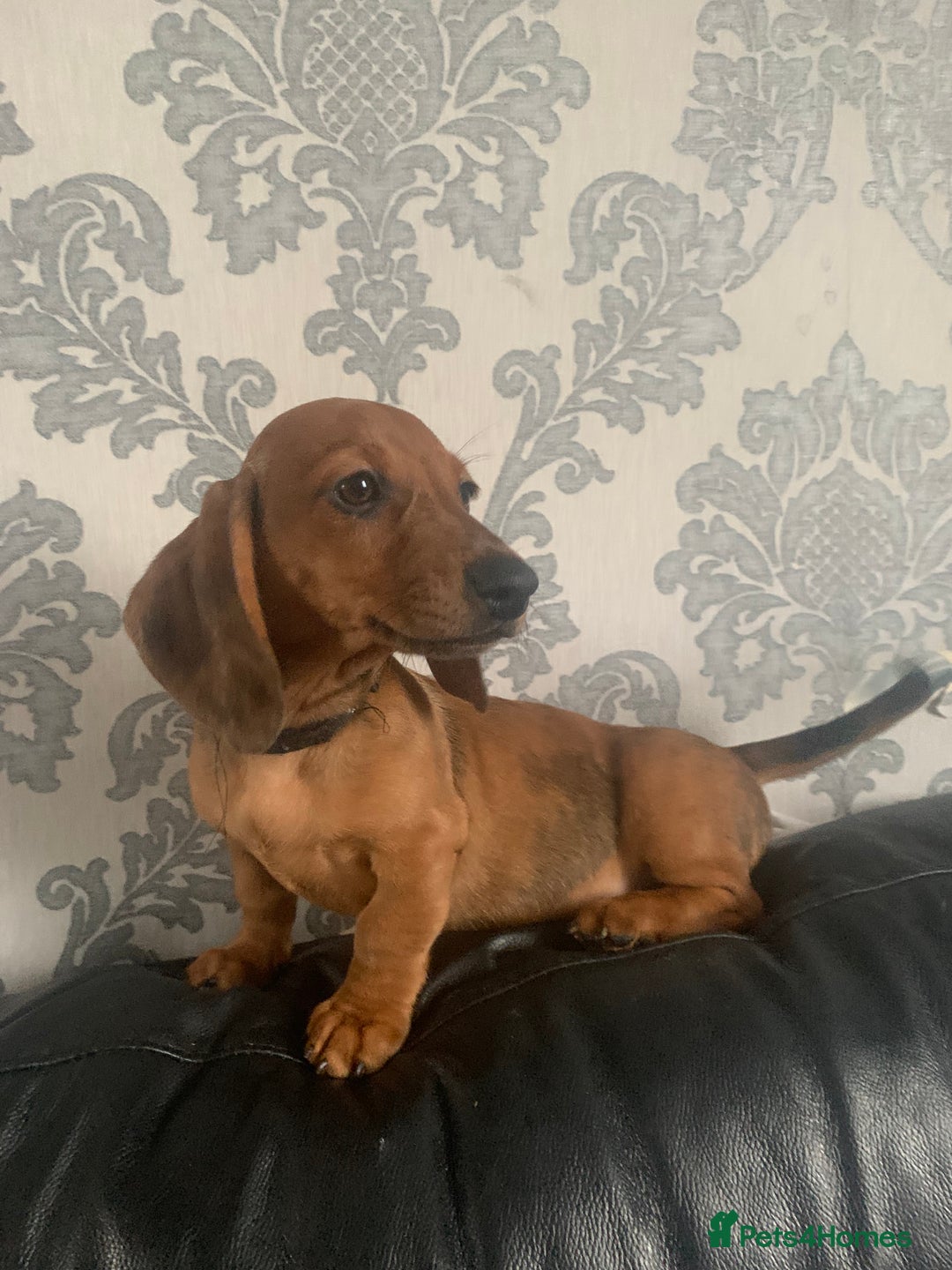 Miniature Dachshund dogs for sale: Kc miniature dachshund full vacs ready now - Advert 4
