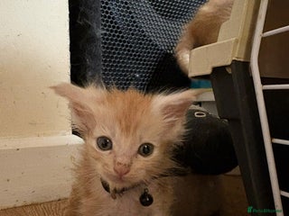 Maine Coon cats Stunning Maine Coon Babies - Advert 14