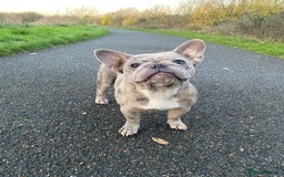 French Bulldog dogs for sale: 2x French bulldog - Image 2