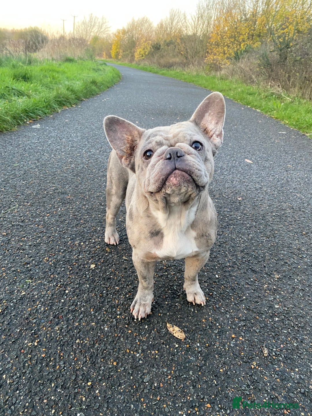 French Bulldog dogs for sale: 2x French bulldog - Image 2