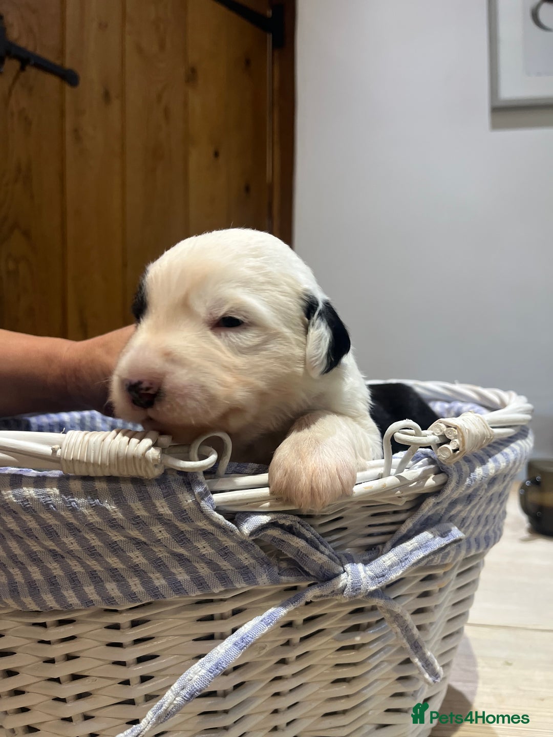 Old English Sheepdog dogs for sale: Pure old English sheepdog pups - Image 8