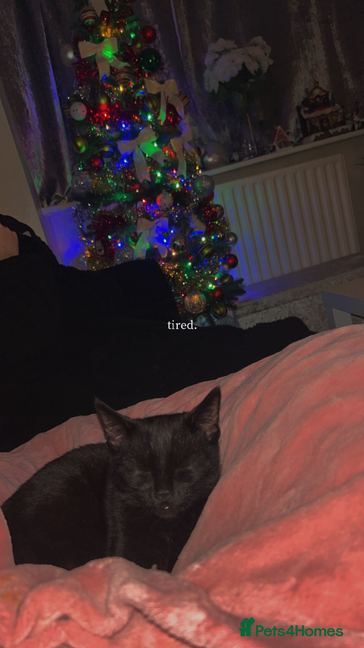 Bombay cats Black Cat for sale  - Advert 1