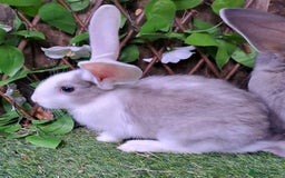 Continental Giant rabbits for sale: Continental Giant Babies  - Vaccinated - RESERVE  - Image 6