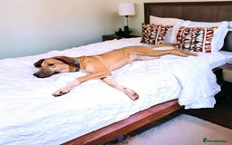 Mixed Breed dogs for adoption: Sara - Norwich Norfolk  - Image 16