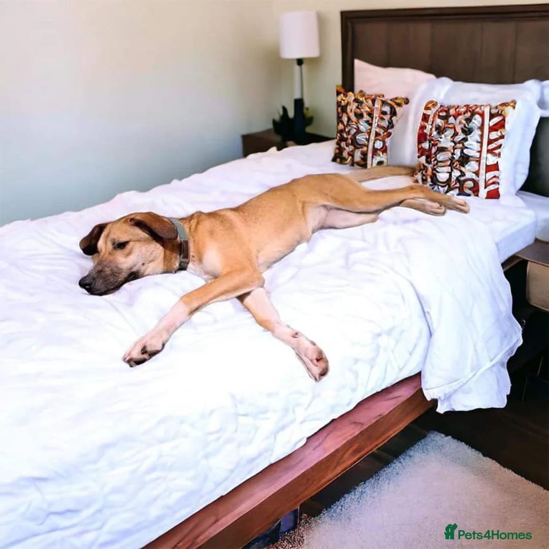 Mixed Breed dogs for adoption: Sara - Norwich Norfolk  - Advert 16