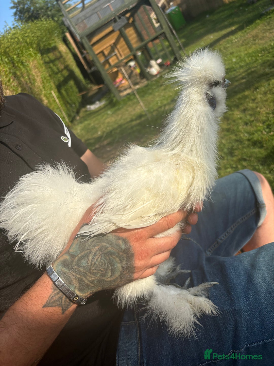 Chickens poultry for sale: Silkie cockerel  - Image 1