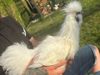 Chickens poultry - Advert 11