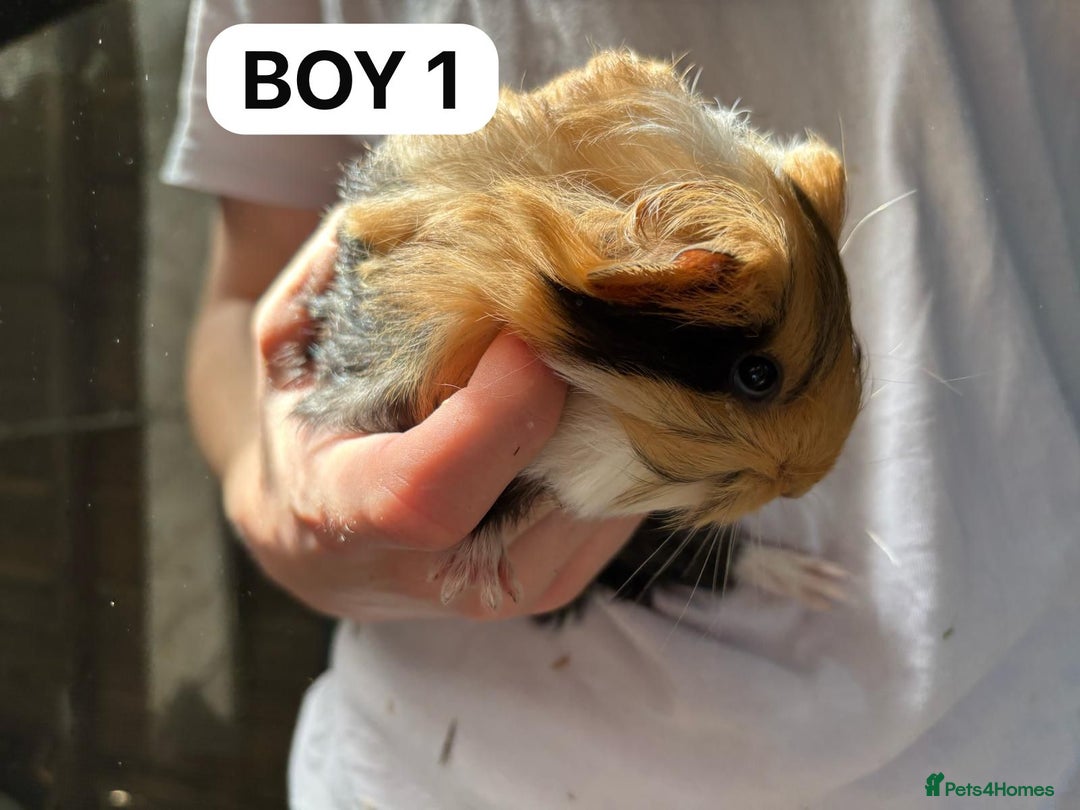 Guinea Pig rodents for sale: Take, Friendly, Beautiful Baby Guineas Ready Now - Image 6